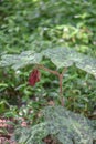 Mayapple Podophyllum peltatum Spotty Dotty with pending chocolate red flowers